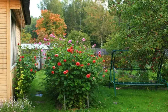 Koszenie trawy, Pielęgnacja ogrodów, Strzyżenie żywopłotów, Koszenie
