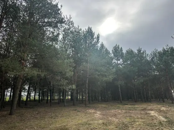 Wycinka drzew/ czyszczenie działek/ mulczer leśny/ skup zrębki