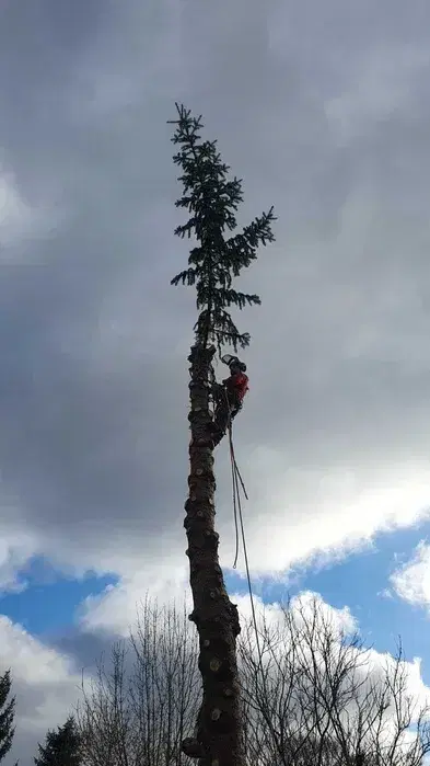 Wycinka drzew, arborysta, usługi rębakiem w Zgorzelcu i okolicach