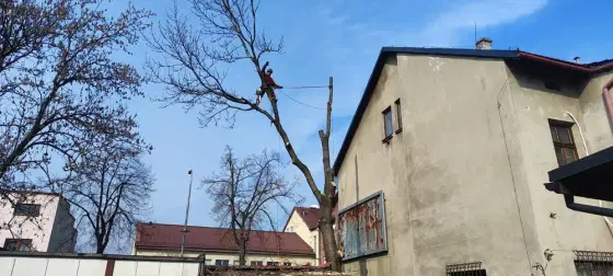 Lokalna Wycinka drzew trudnych Mulczer leśny tuje frezowanie pni Rębak