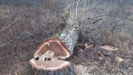 Wycinka drzew za darmo, czyszczenie działek budowlanych,drwal, pilarz