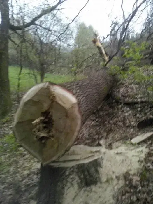 Wycinka drzew w zamian za drewno.