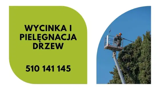 Wycinka - Pielęgnacja - Drzew - Arborystycznie - Tradycyjnie