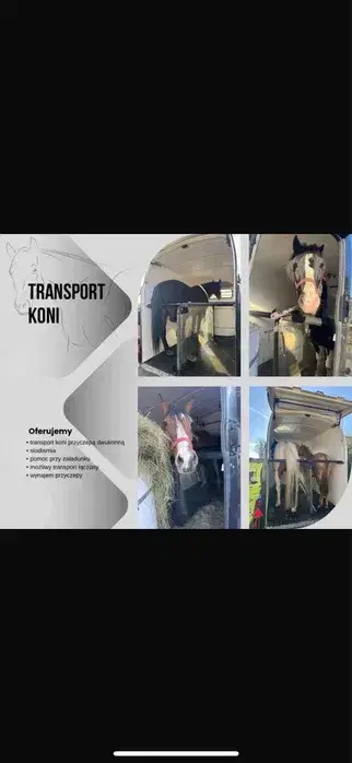 Oferujemy transport koni 24h/7