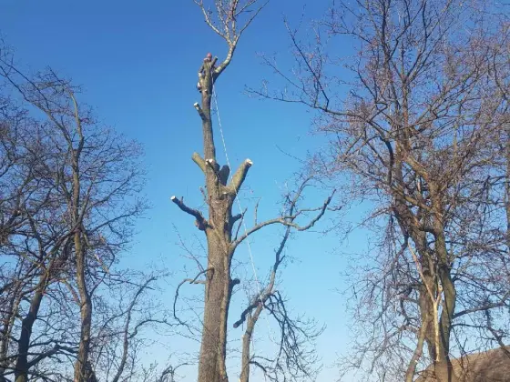 Wycinka drzew w miejscach trudnodostepnuch metodą alpinistyczna