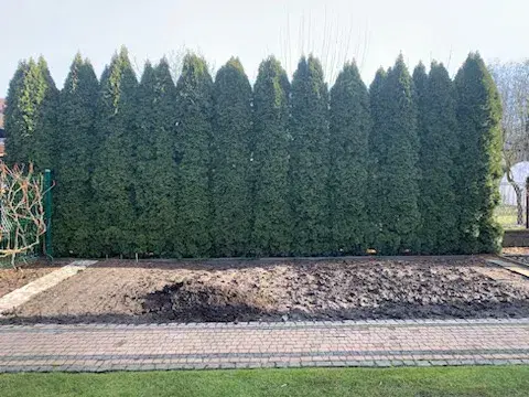 Przycinanie tui, usługi ogrodnicze,wertykulacja, wycinka drzew