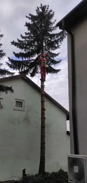 Wycinka i pielęgnacja drzew, zabieramy gałęzie, odśnieżanie