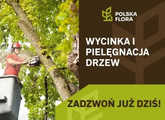 Wycinka i pielęgnacja drzew