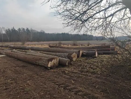 Wycinka drzew, kupię drzewa na pniu, las, wycinka z materiał